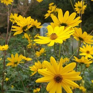 Meet your Posher, Helen